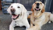 Retired Victim Services Dog Caber, left, and Victim Services Dog Puma