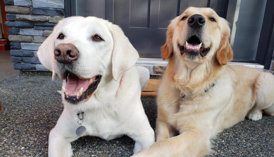 Retired Victim Services Dog Caber, left, and Victim Services Dog Puma